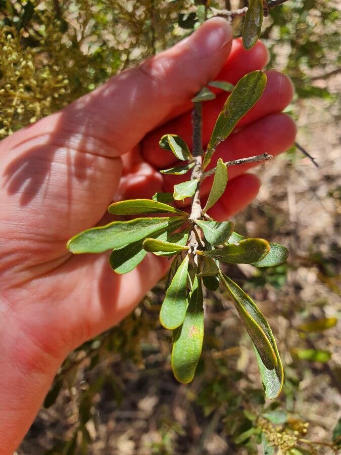 Bursaria spinosa — search result for 'Eucalyptus'