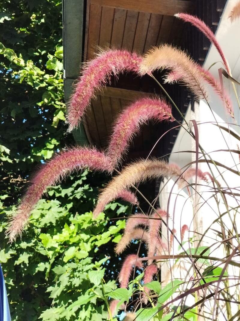 Cenchrus purpureus fruit