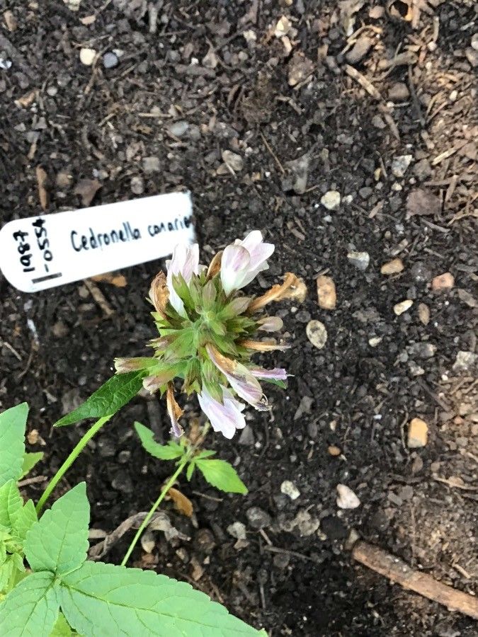 Cedronella canariensis flower