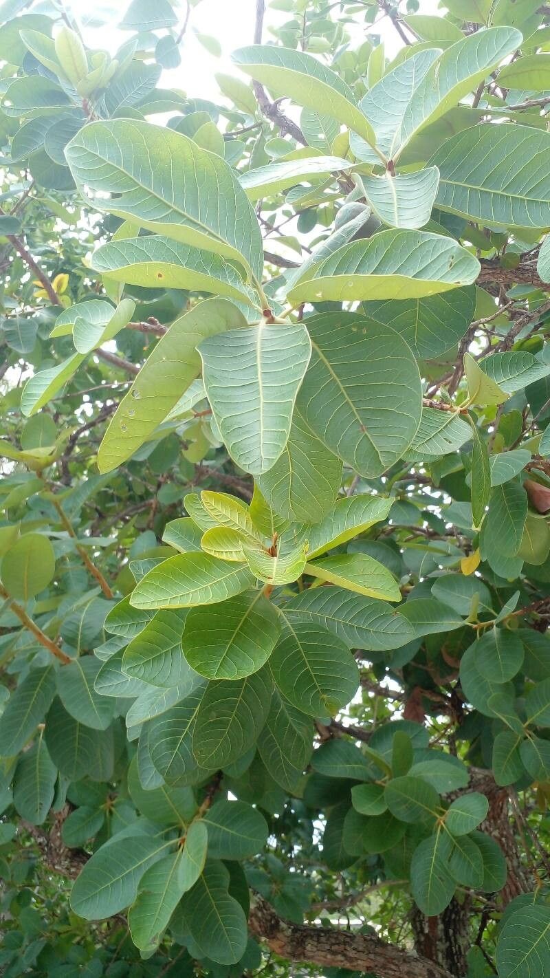 Pouteria ramiflora — houseplant care guide