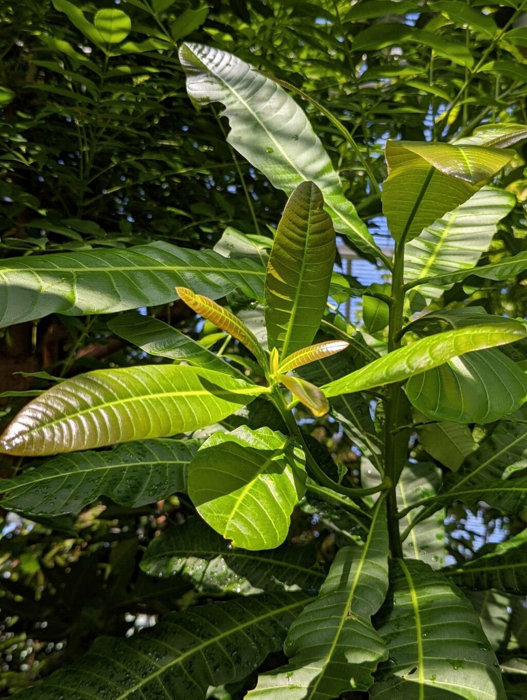 Anacardium occidentale — search result for 'Tropical evergreen'