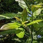 Anacardium occidentale