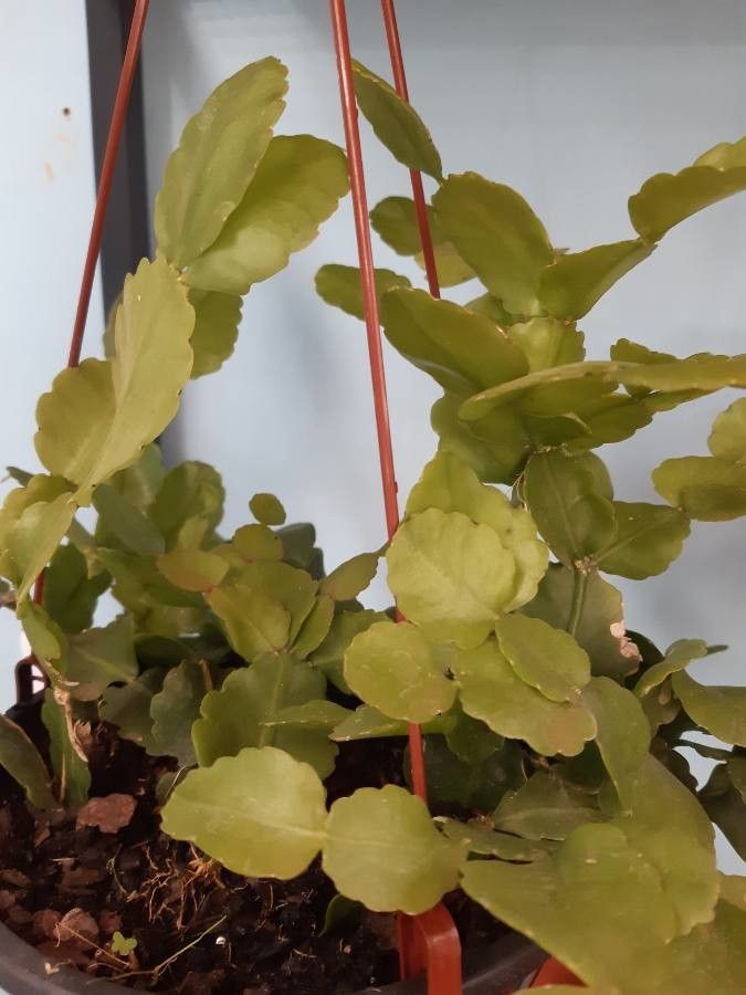 Schlumbergera spp. — search result for 'Schlumbergera'