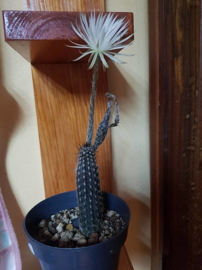 Echinopsis mirabilis habit