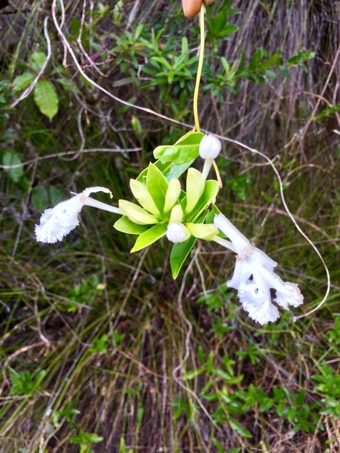 Oxera neriifolia flower