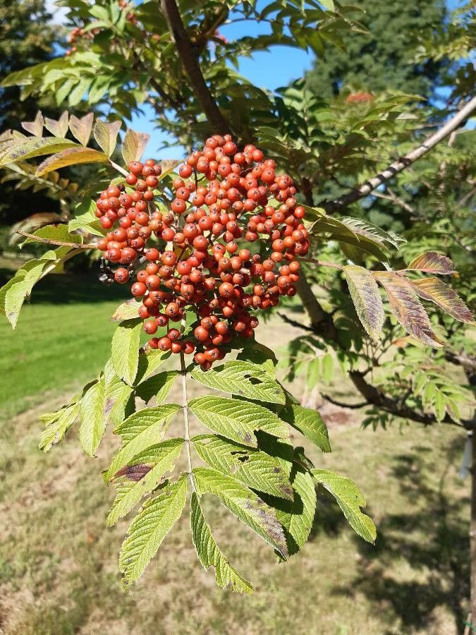 Sorbus sargentiana fruit