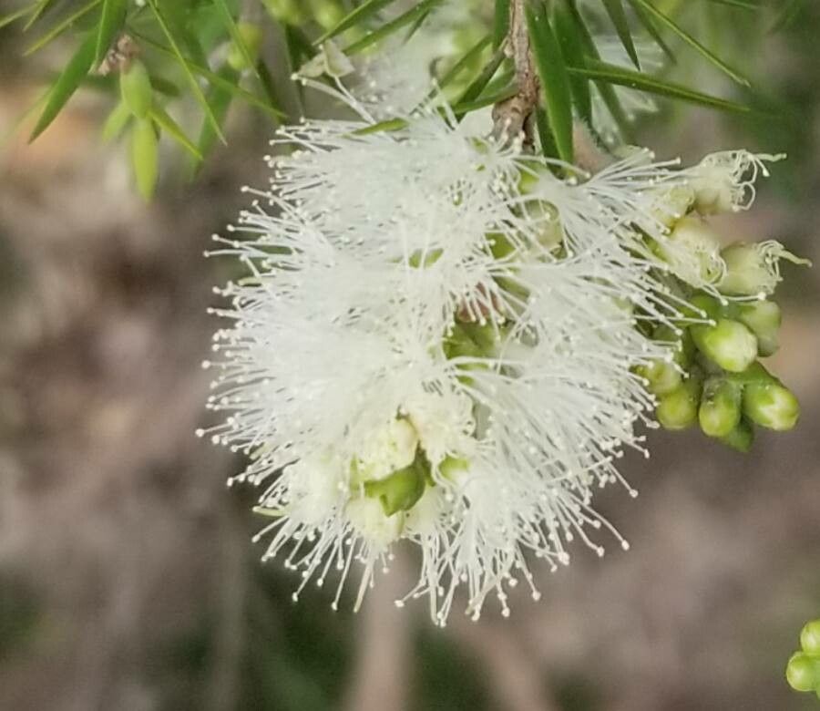Melaleuca alternifolia flower