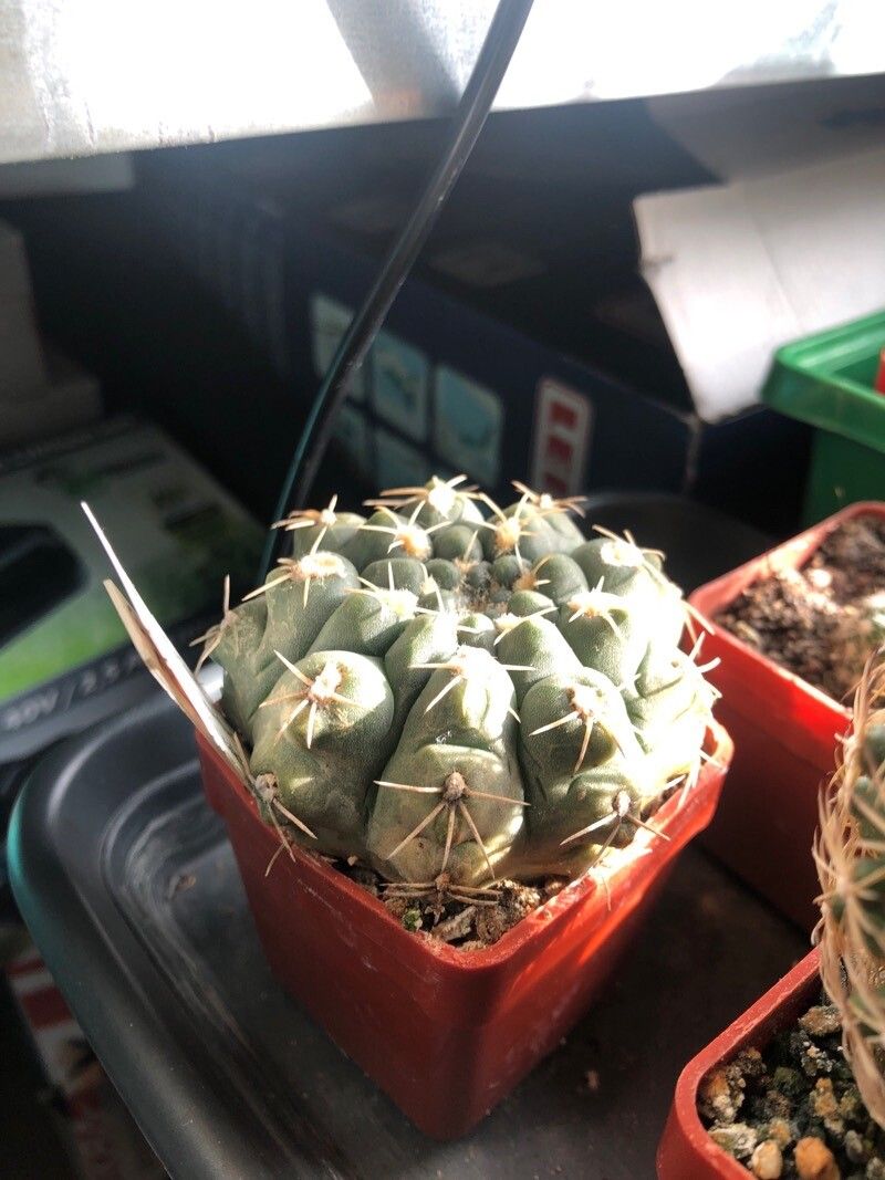 Gymnocalycium quehlianum — search result for 'Gymnocalycium'