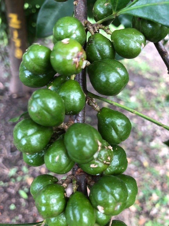 Trichilia havanensis fruit