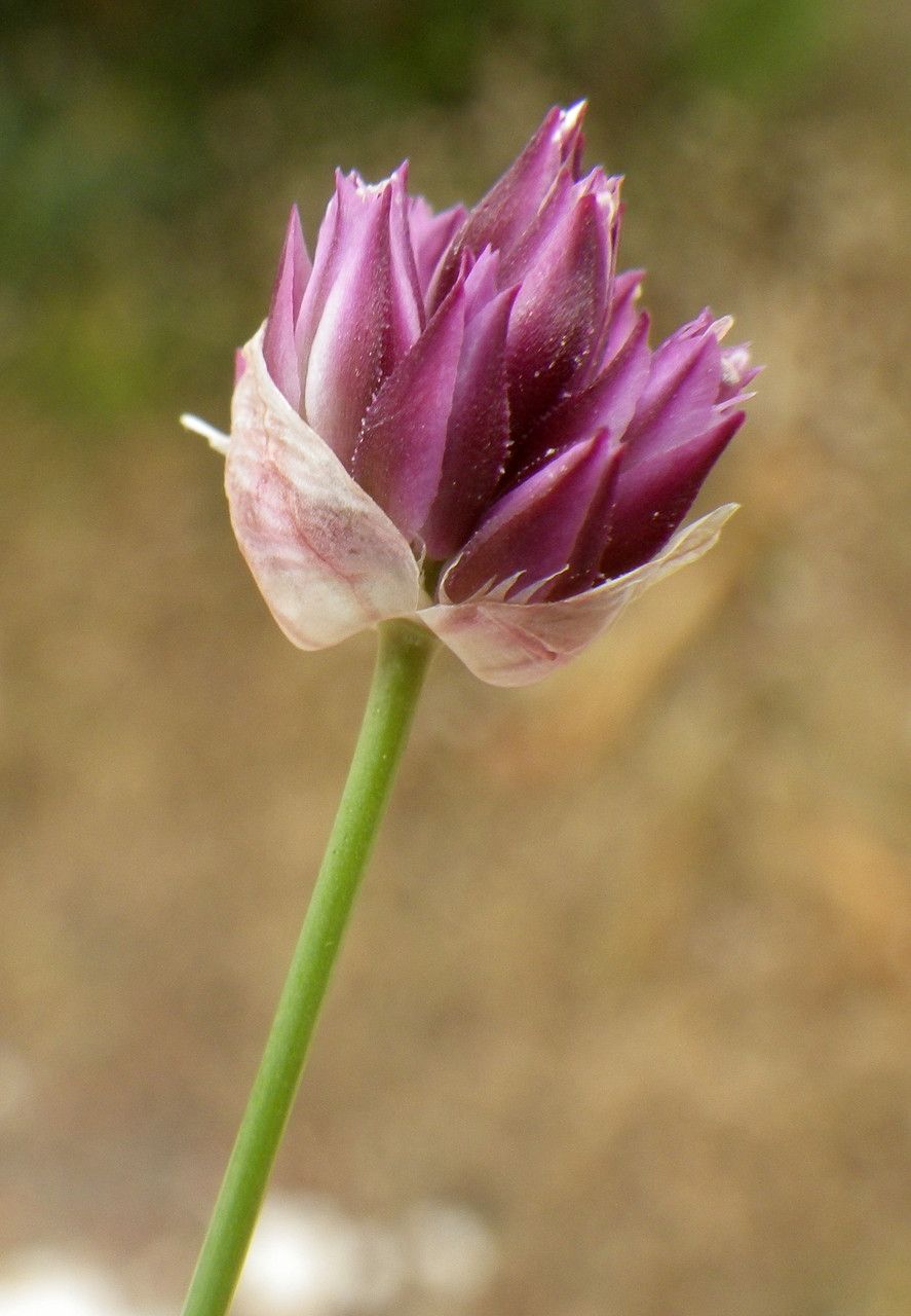 Allium junceum flower