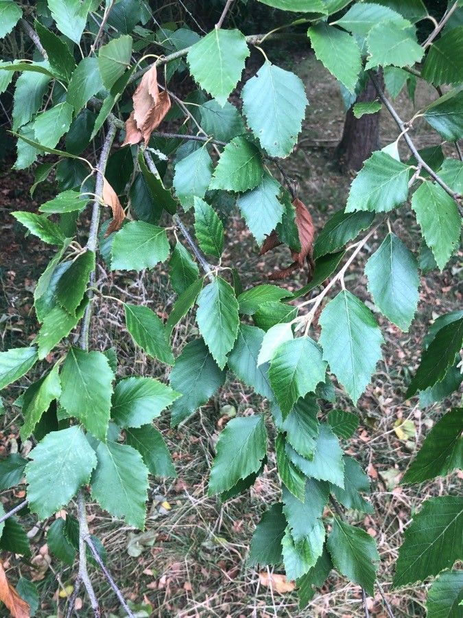 Betula maximowicziana leaf