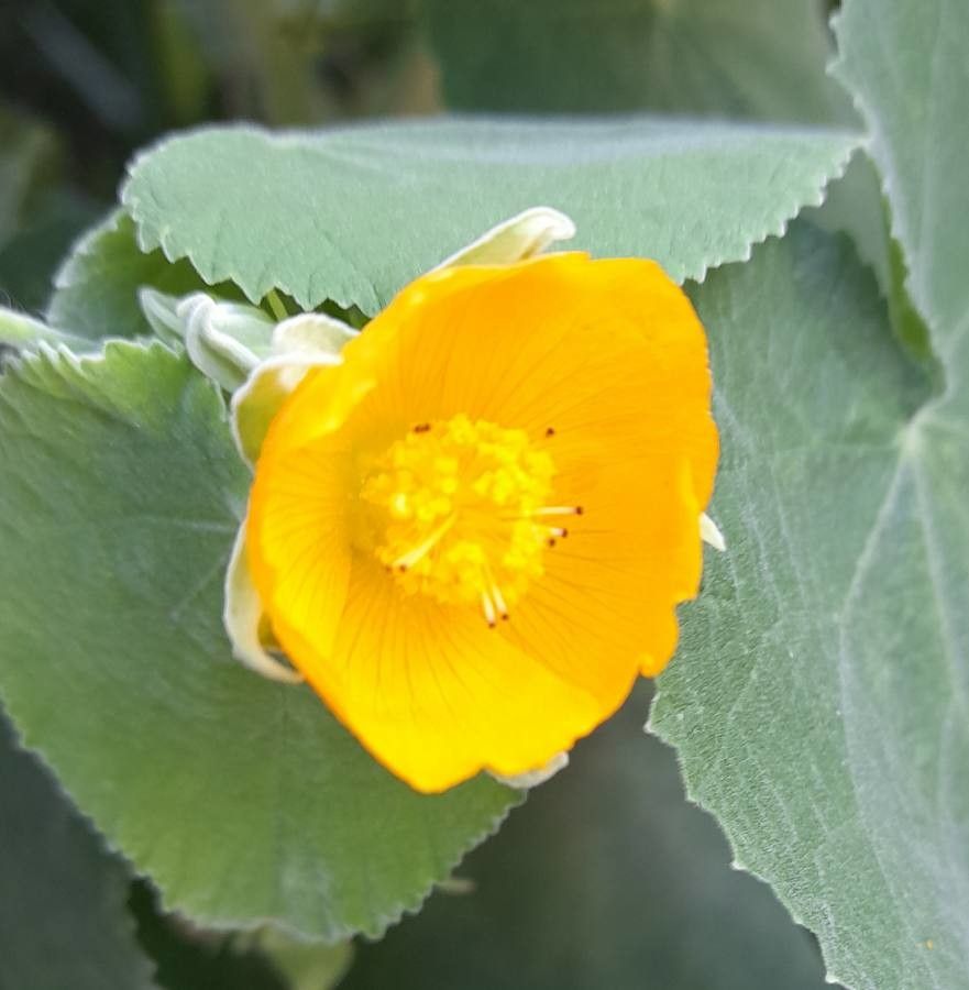Abutilon pauciflorum flower