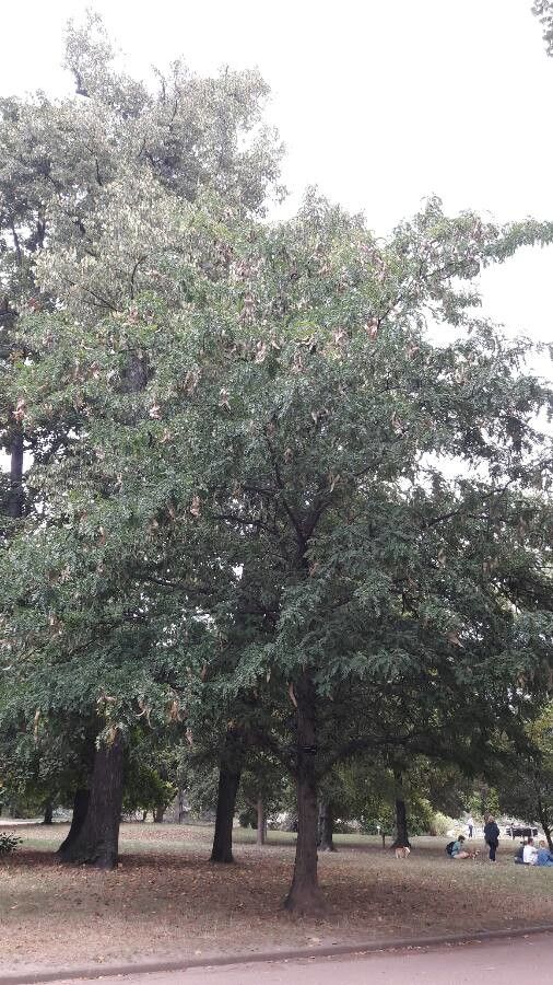 Gleditsia caspia habit
