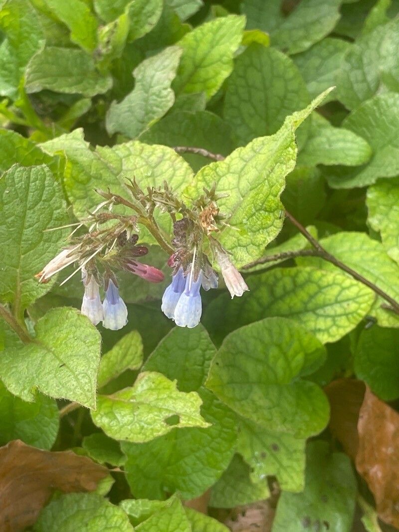 Symphytum × hidcotense — search result for 'Symphytum'