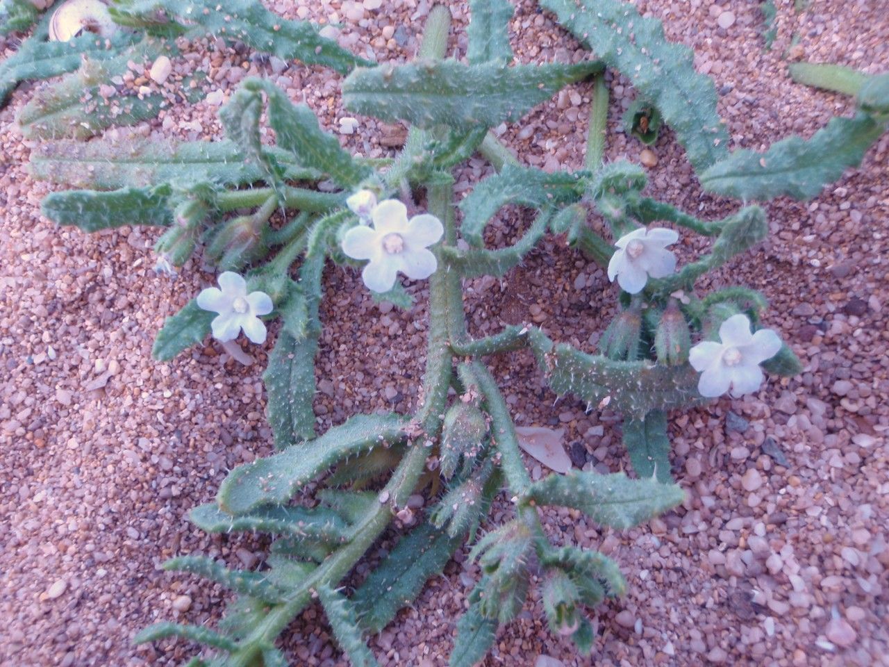 Anchusa littorea — search result for 'Anchusa'
