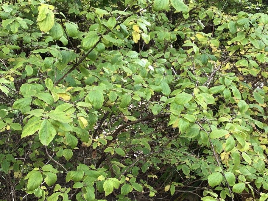 Lonicera chrysantha leaf