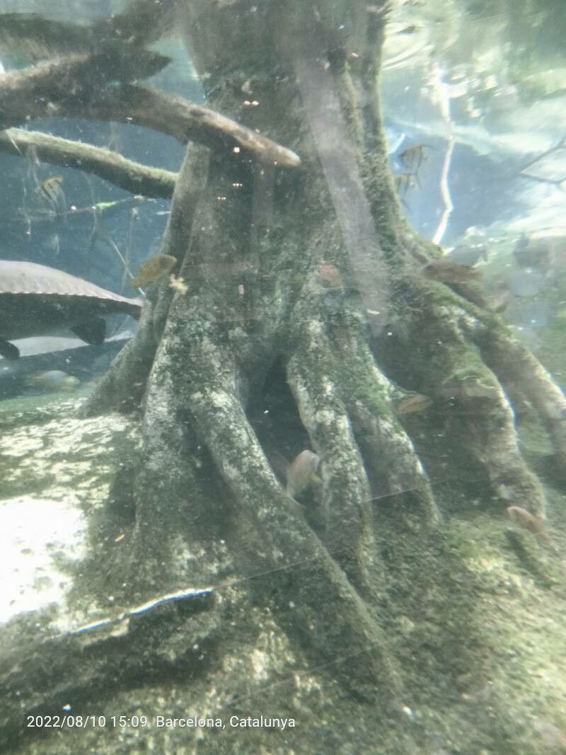 Lagarosiphon major bark