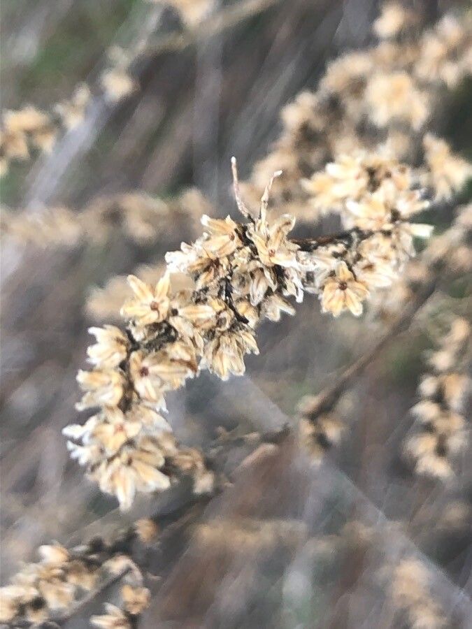 Artemisia campestris flower