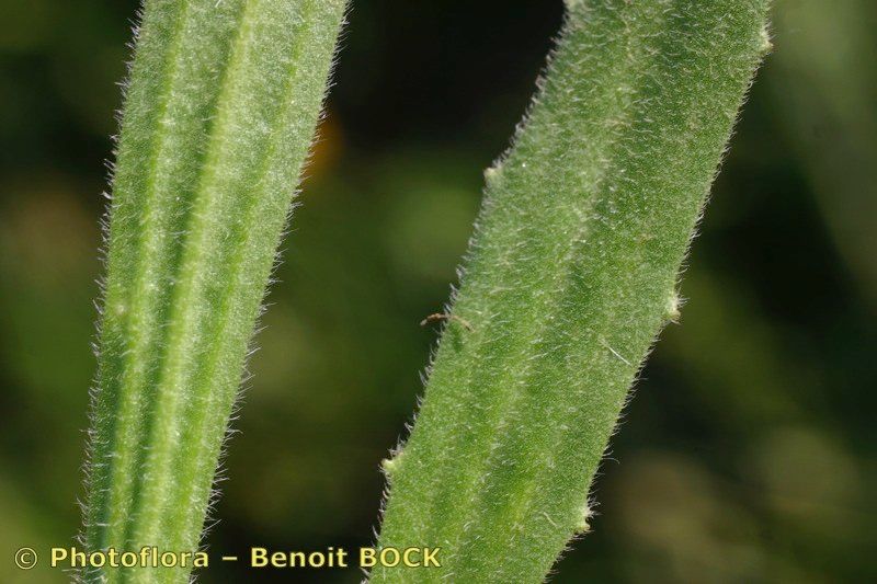 Catananche lutea — related species from the same genus