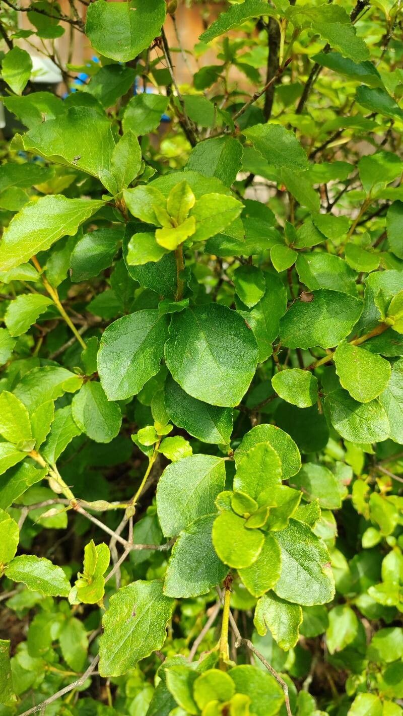 Rhododendron weyrichii — houseplant care guide