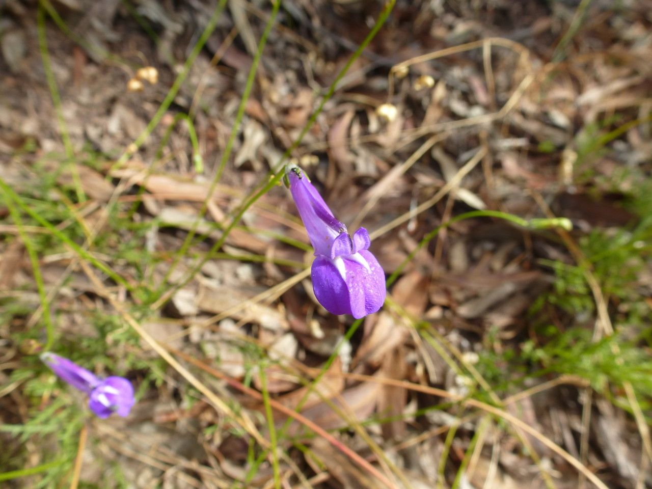 Lobelia coronopifolia — search result for 'Lobelia'