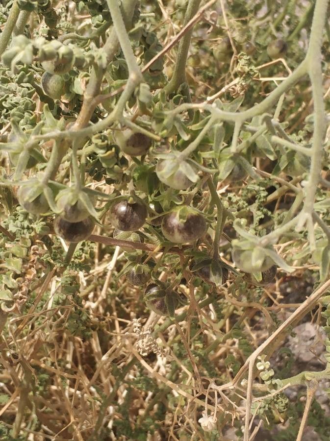 Solanum chilense fruit