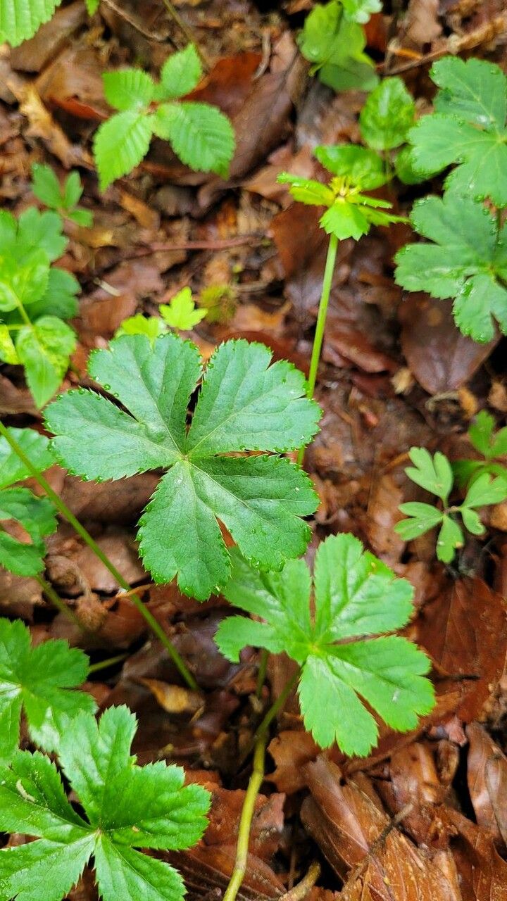 Hacquetia epipactis leaf
