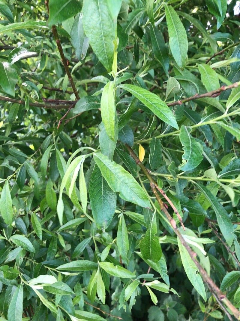 Salix x smithiana — houseplant care guide