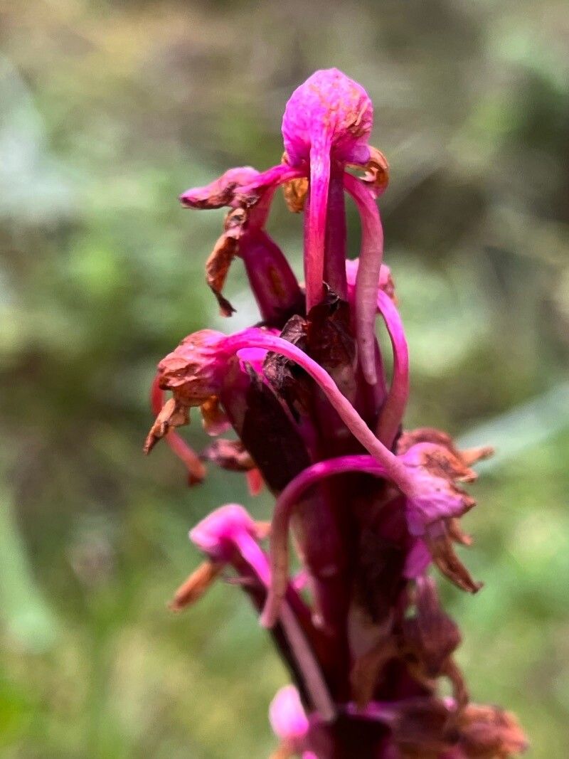 Cynorkis anacamptoides flower