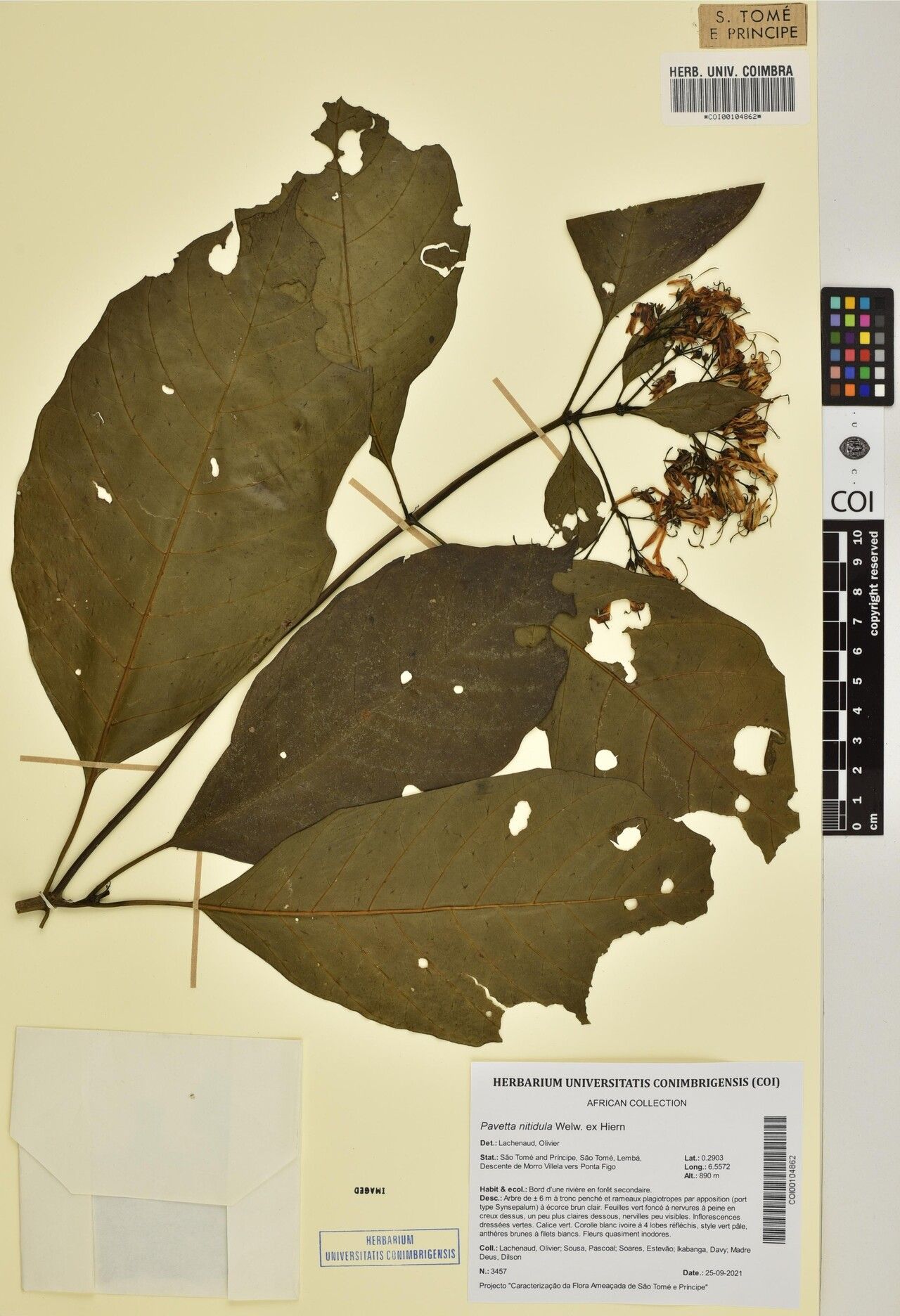 Pavetta nitidula — houseplant care guide