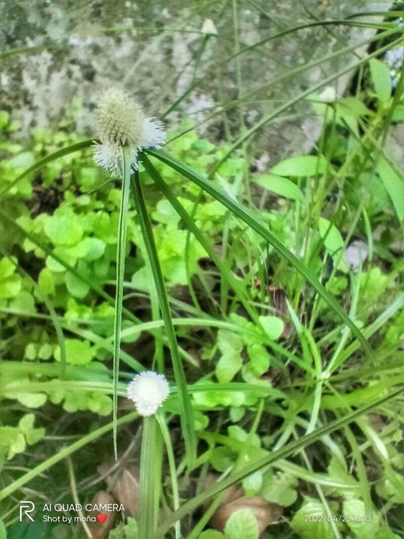 Cyperus sesquiflorus leaf