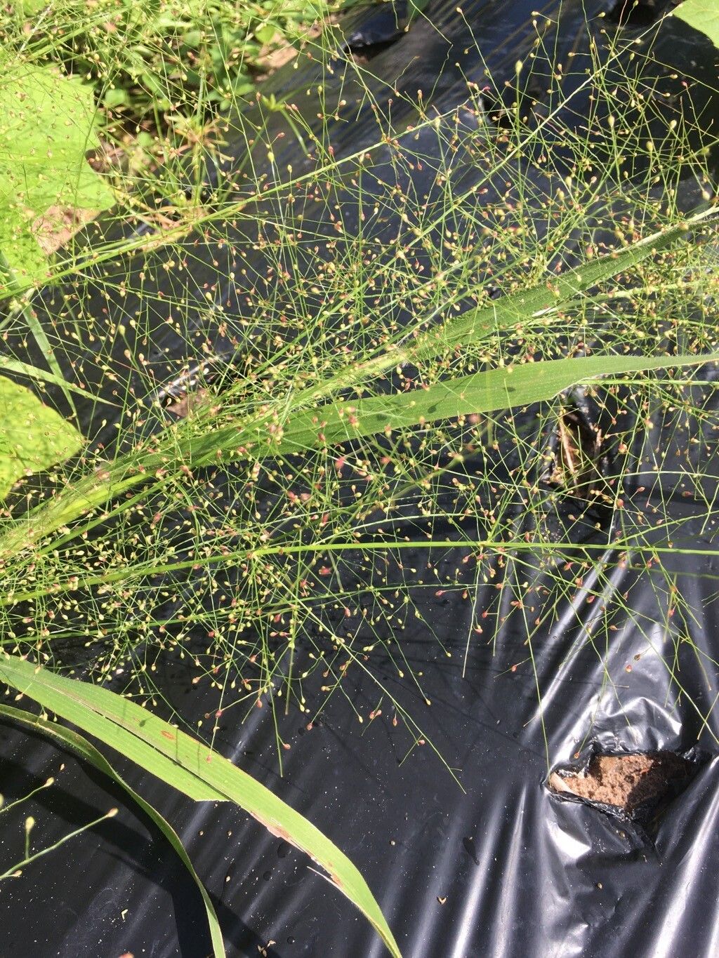 Panicum rudgei — search result for 'Panicum'