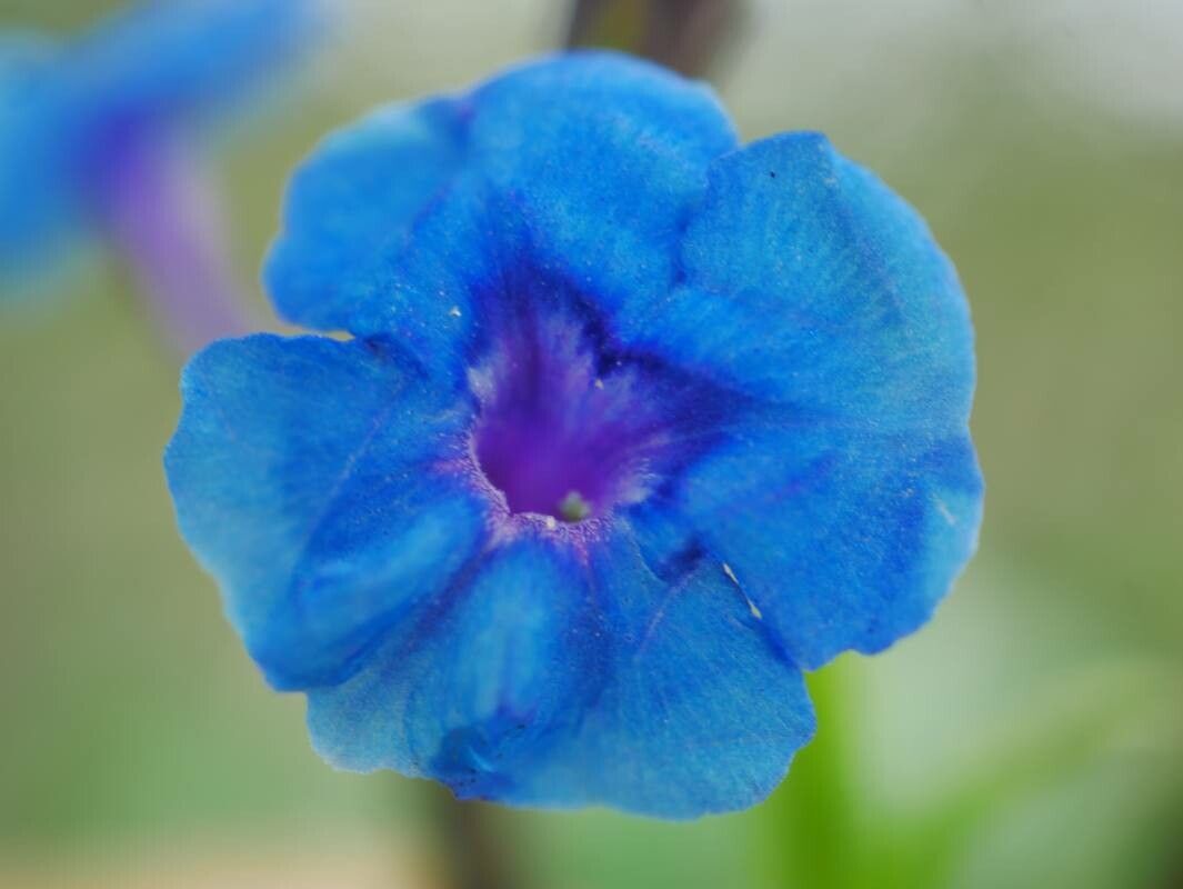 Stachytarpheta crassifolia flower
