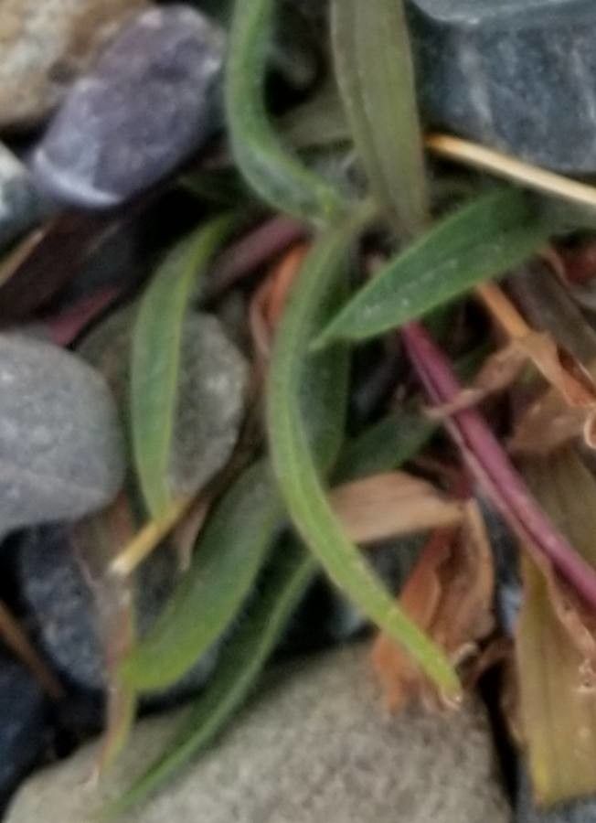 Oenothera magellanica — search result for 'Oenothera'