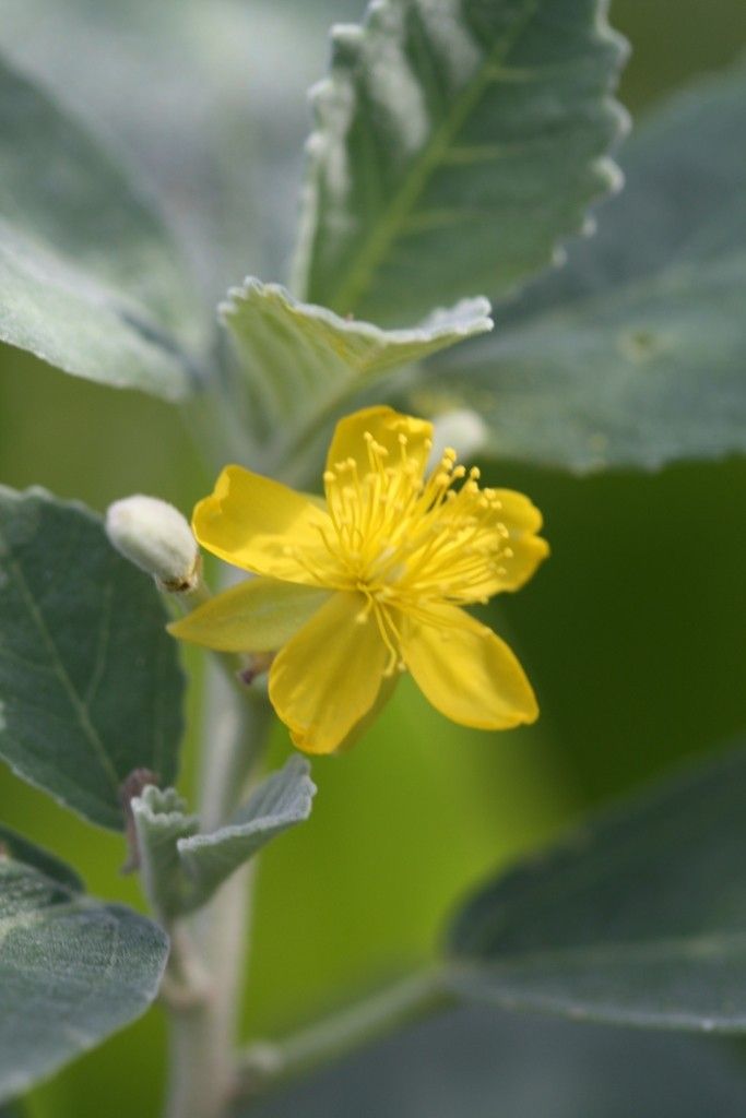 Corchorus torresianus — search result for 'Corchorus'