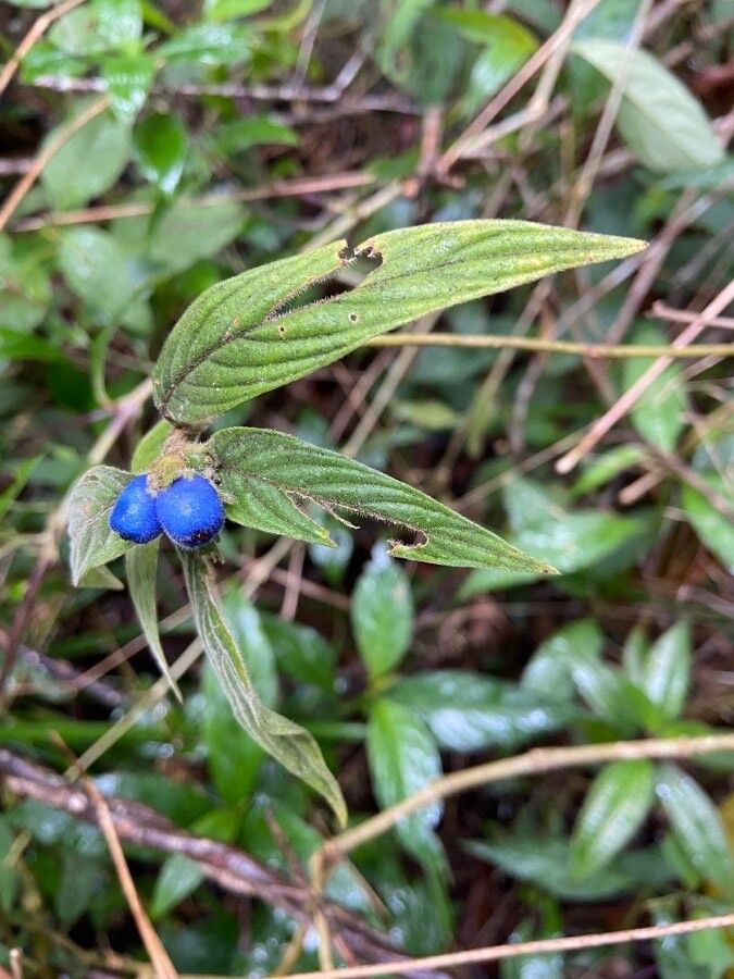 Coccocypselum lanceolatum flower