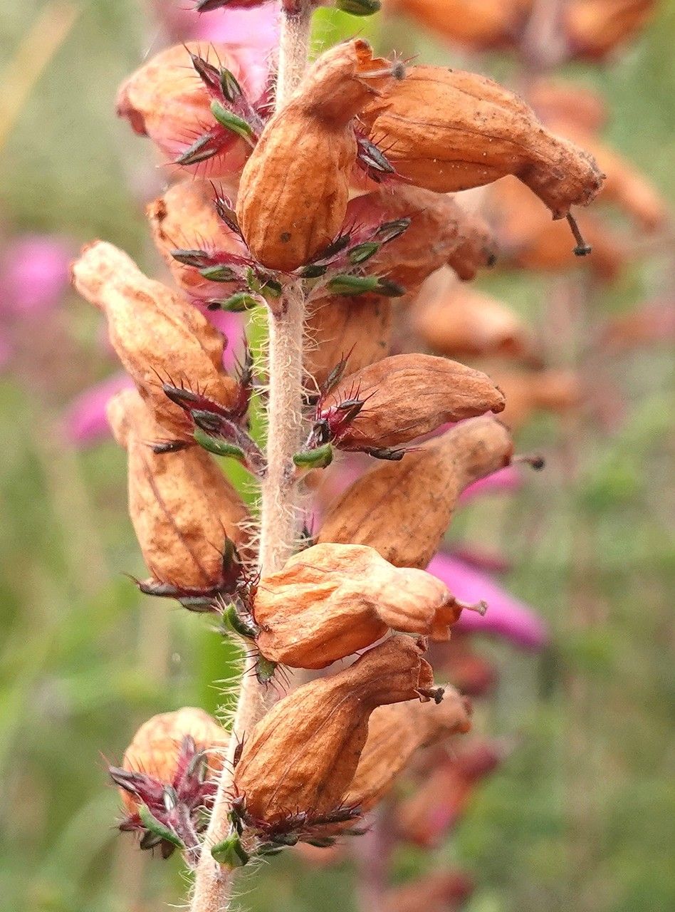 Erica ciliaris fruit
