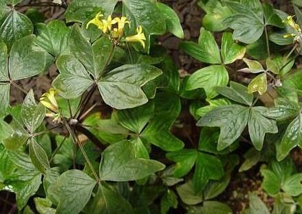 Oxalis ortgiesii habit
