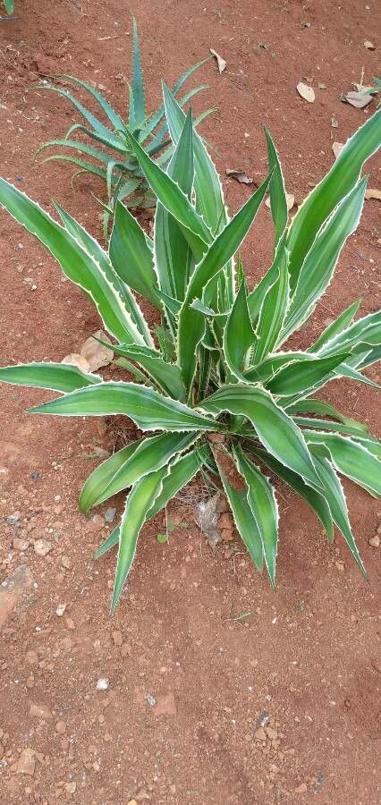 Furcraea selloa habit