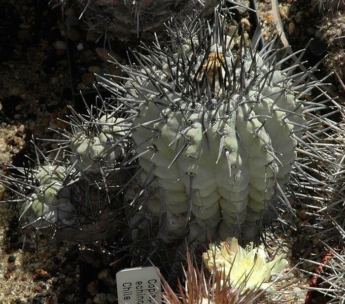 Copiapoa malletiana habit