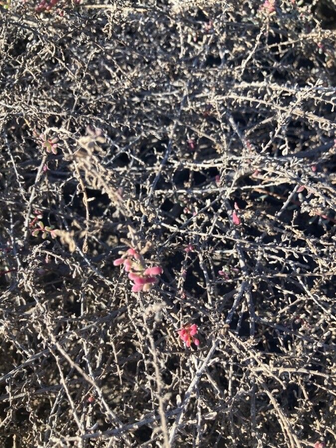 Suaeda vermiculata flower