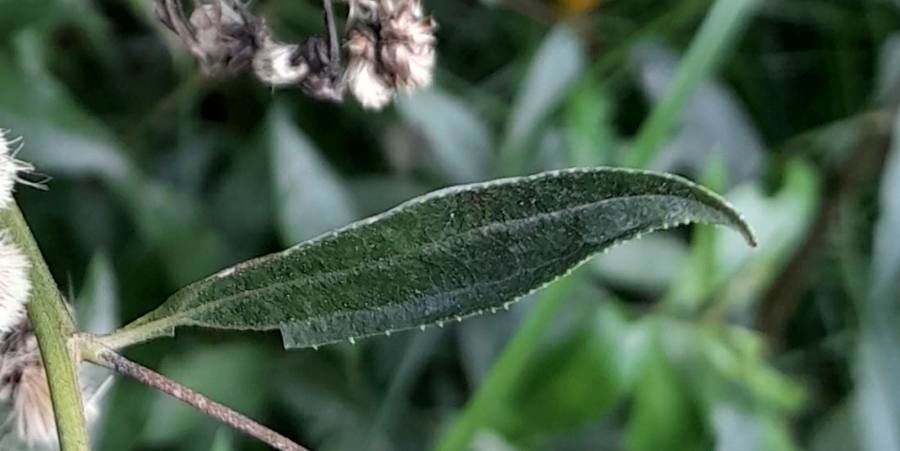 Baccharis pingraea — search result for 'Baccharis'