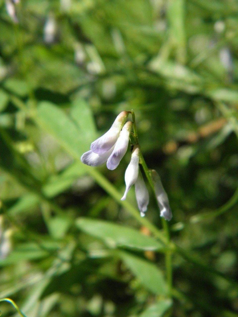 Vicia acutifolia flower