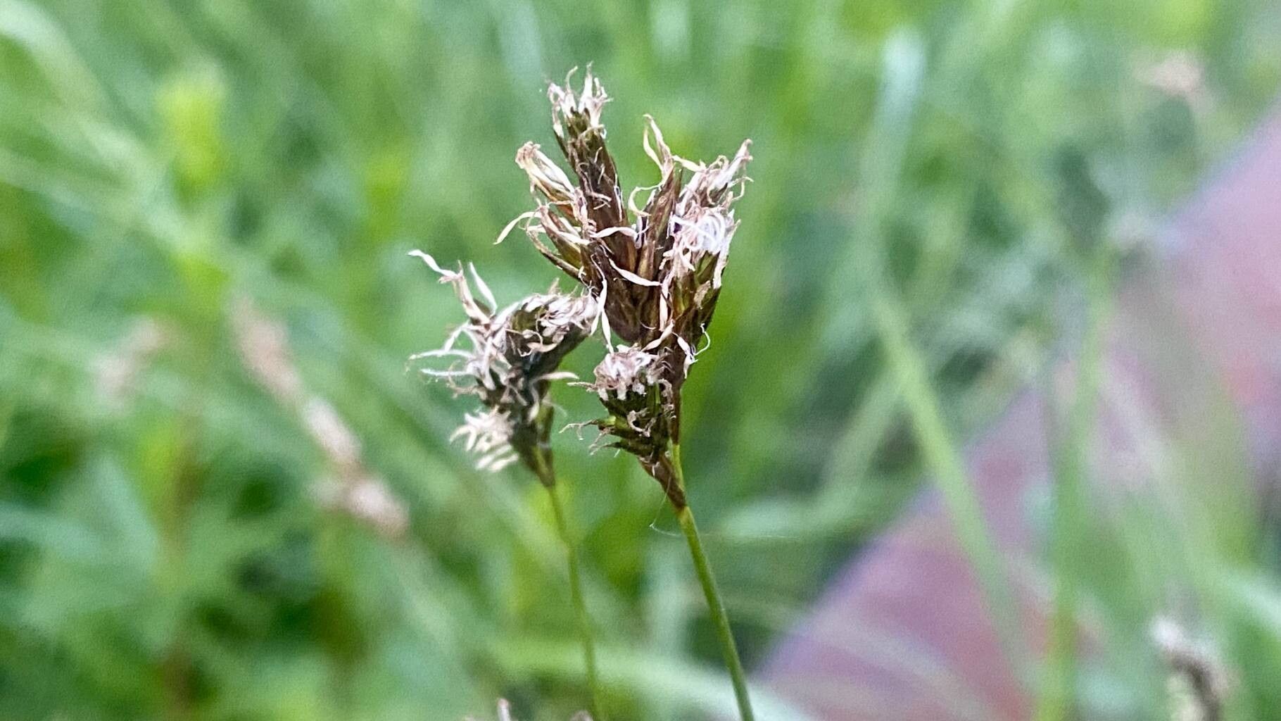 Carex praecox fruit
