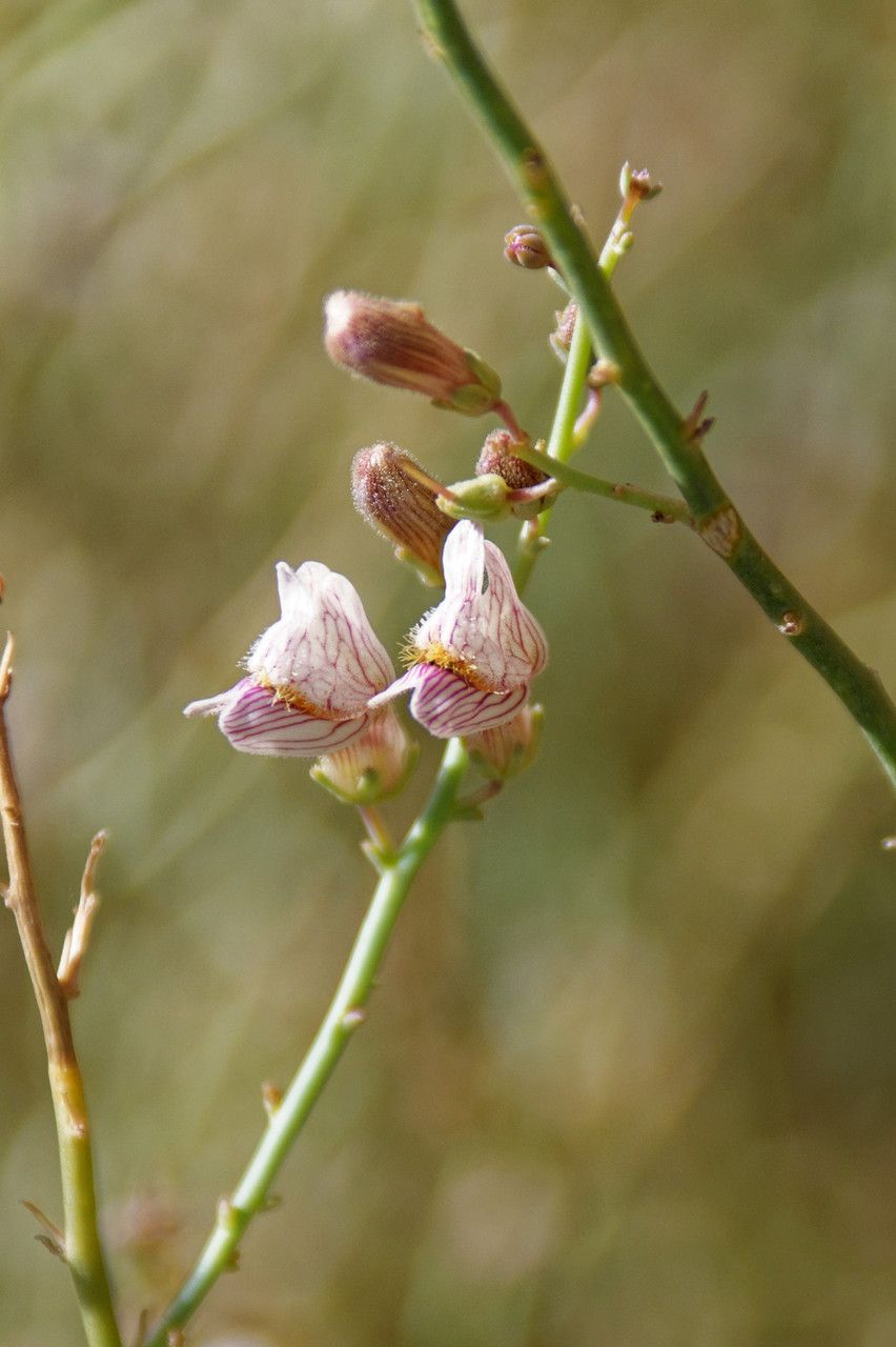 Acanthorrhinum ramosissimum flower