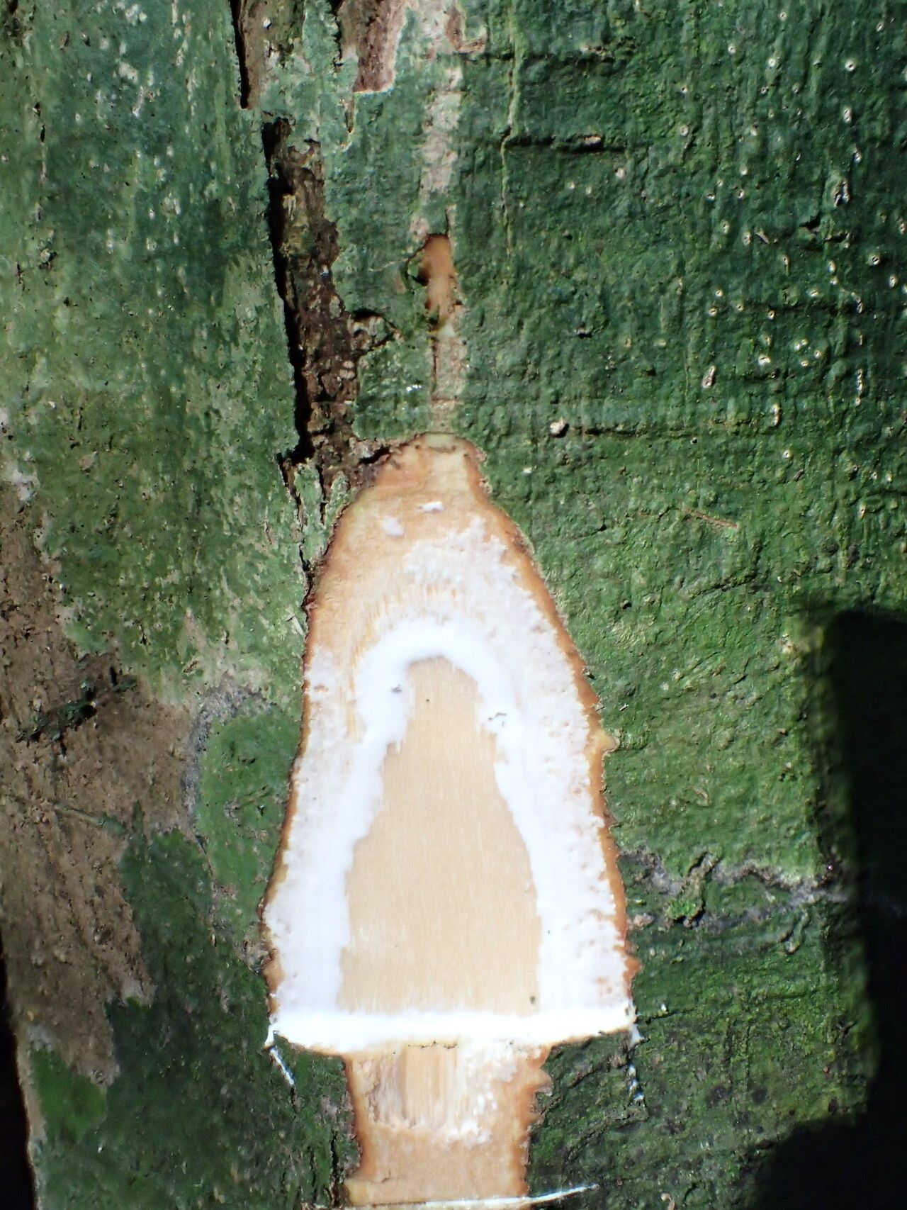Tabernaemontana penduliflora bark