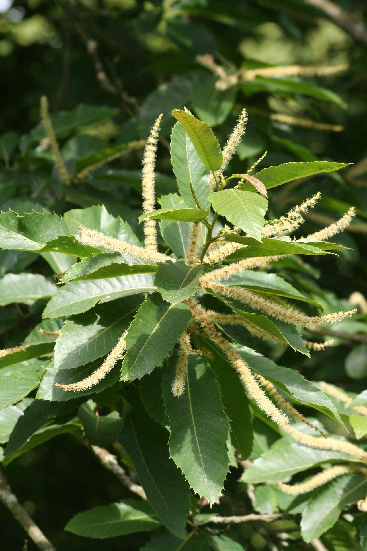 Castanea seguinii flower