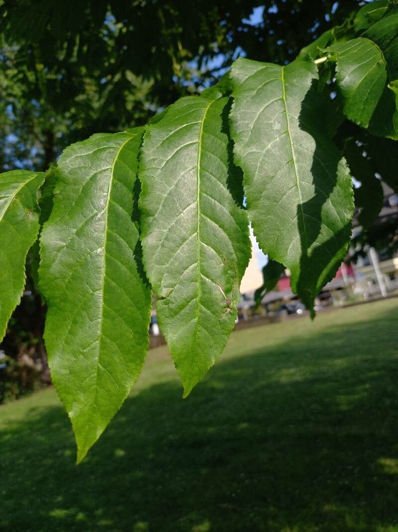 Pterocarya fraxinifolia leaf