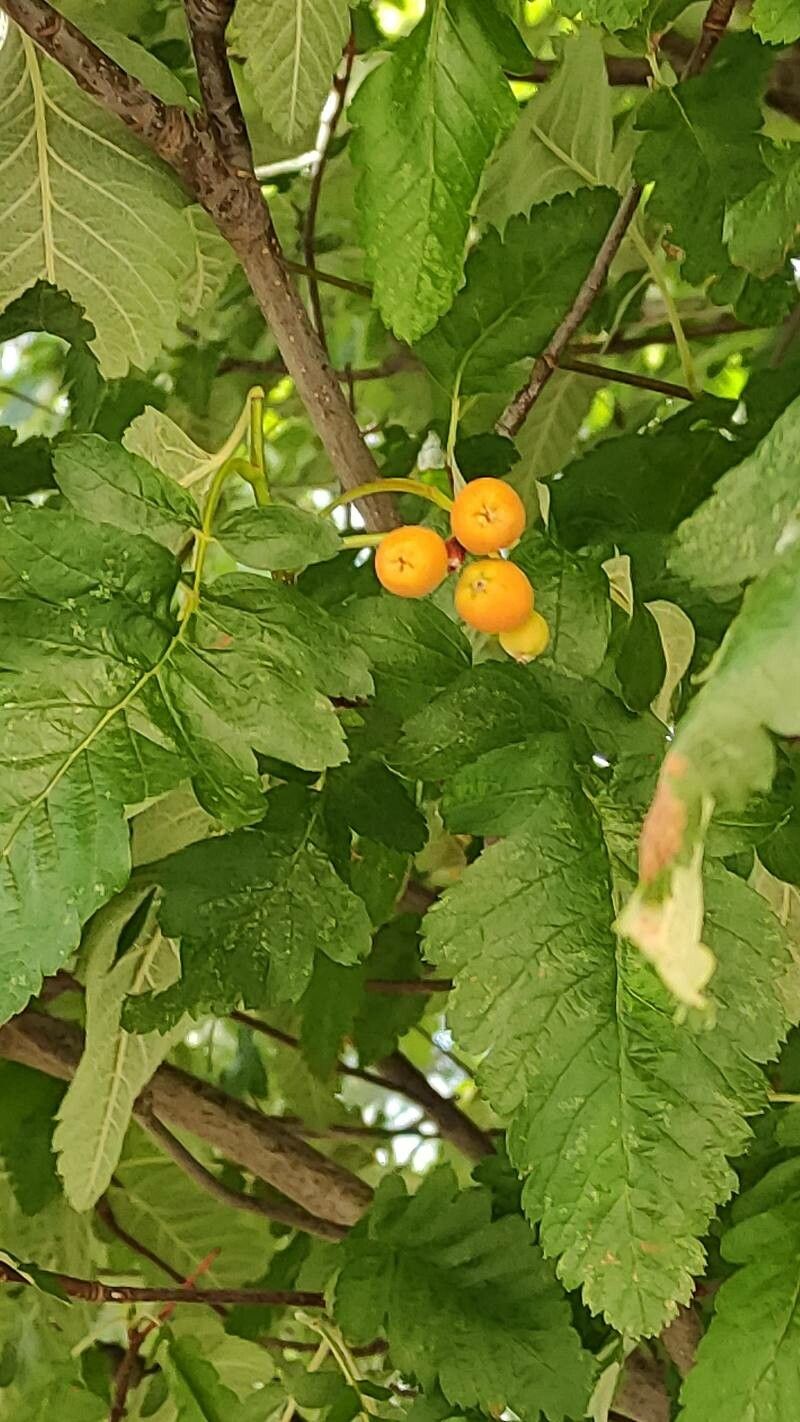 Sorbus × thuringiaca fruit