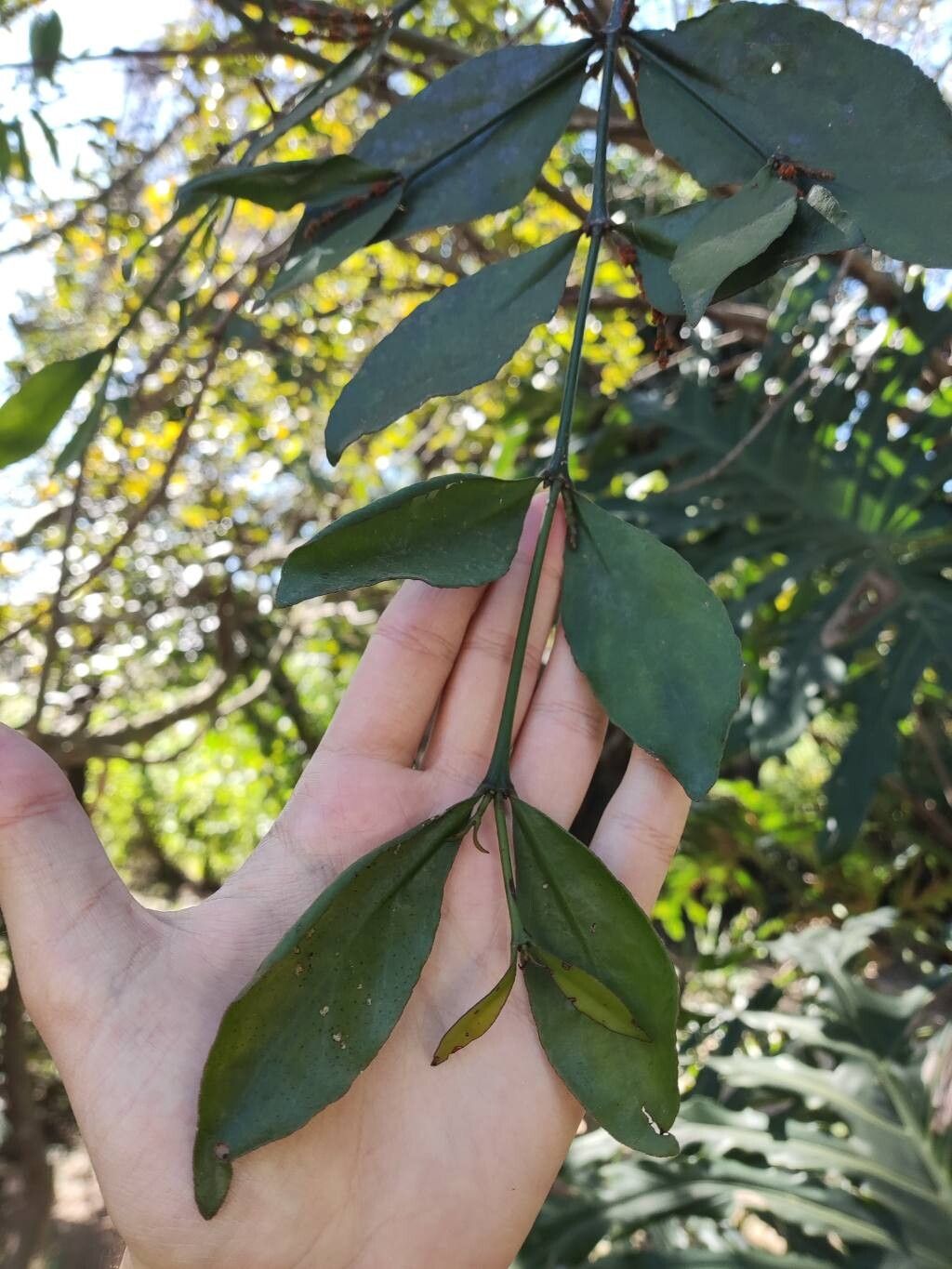 Phoradendron crassifolium — related species from the same genus
